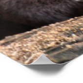 Otter close-up poster (Hoek)