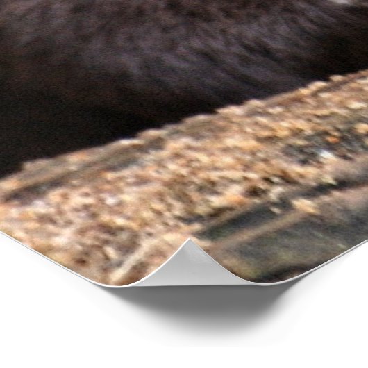 Otter close-up poster (Hoek)