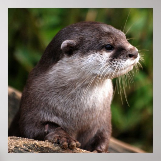 Otter close-up poster (Voorkant)