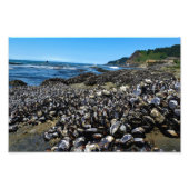 Otter Crest Beach Oregon Foto Afdruk (Voorkant)