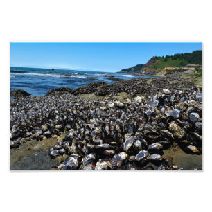 Otter Crest Beach Oregon Foto Afdruk