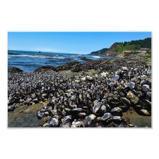 Otter Crest Beach Oregon Foto Afdruk (Voorkant)