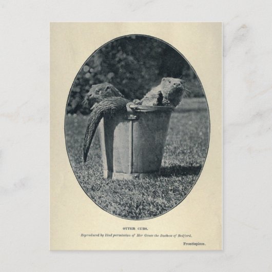 Otter Cubs Briefkaart (Voorkant)