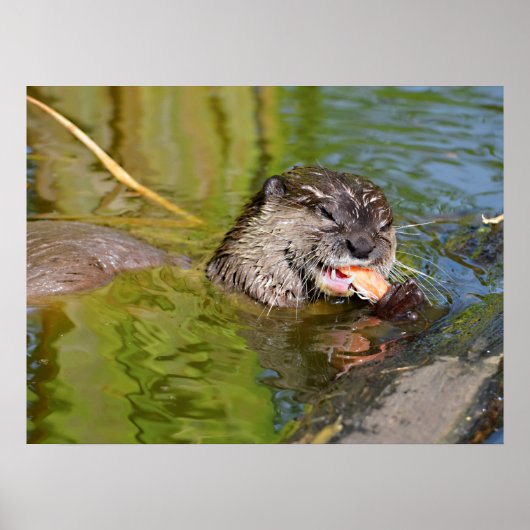 Otter die een garnaal eet poster (Voorkant)