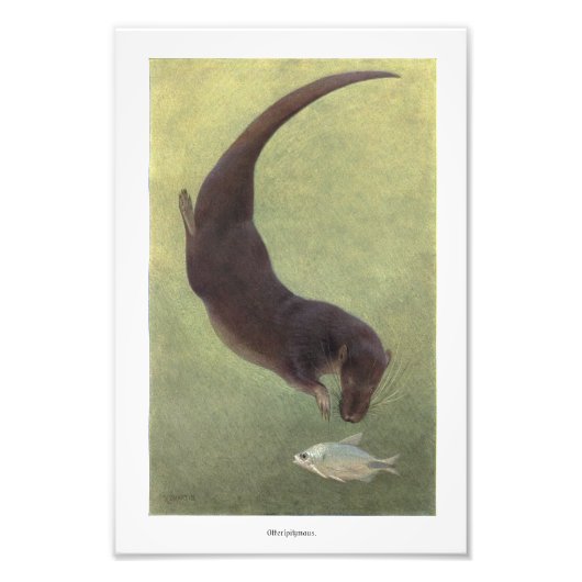Otter diving for Fish-illustratie Foto Afdruk (Voorkant)