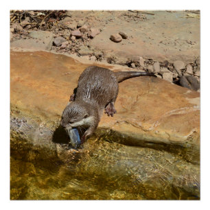 Otter Eating Fish by Pond, Glossy Poster