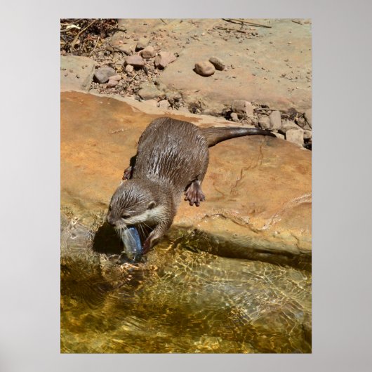 Otter Eating Fish by Pond, Poster (Voorkant)