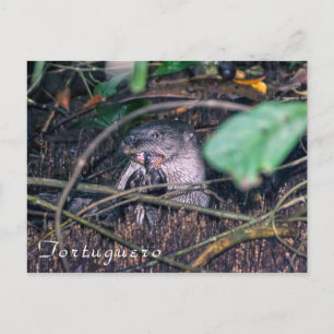 Otter eten van vis in Tortuguero - Costa Rica Briefkaart