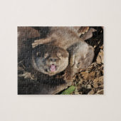 otter foto legpuzzel (Horizontaal)