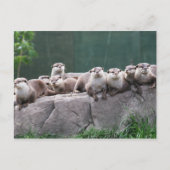Otter-gezin Briefkaart (Voorkant)