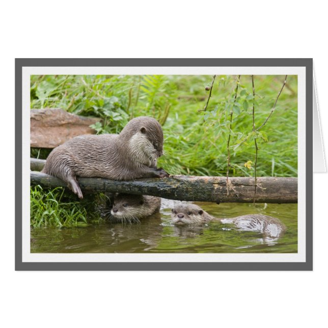 Otter-groep (Voorkant Horizontaal)