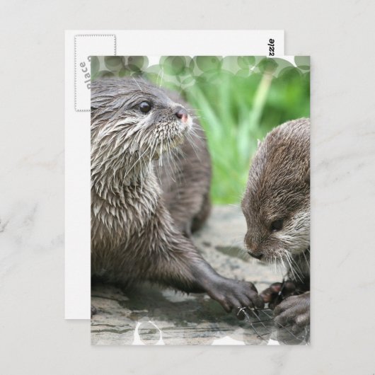 Otter Habitat-Briefkaarten Briefkaart (Voorkant / Achterkant)