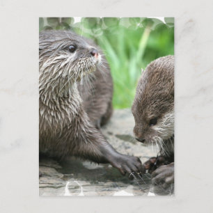 Otter Habitat-Briefkaarten Briefkaart