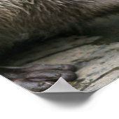 Otter Habitat Poster (Hoek)