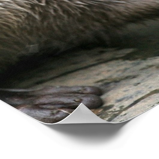 Otter Habitat Poster (Hoek)