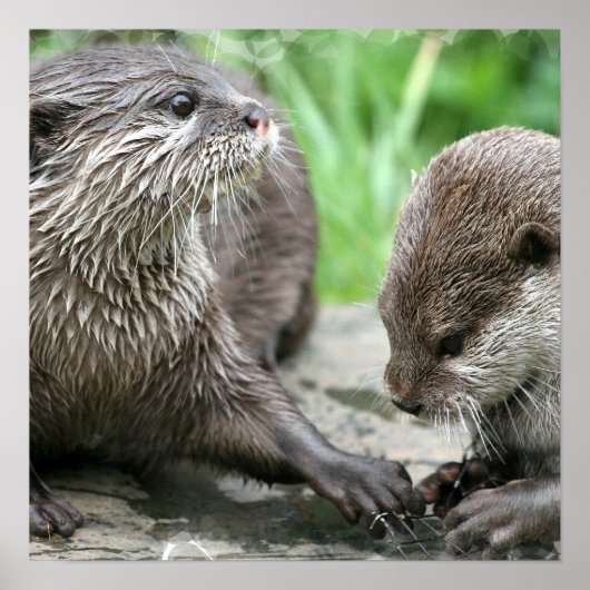 Otter Habitat Poster (Voorkant)