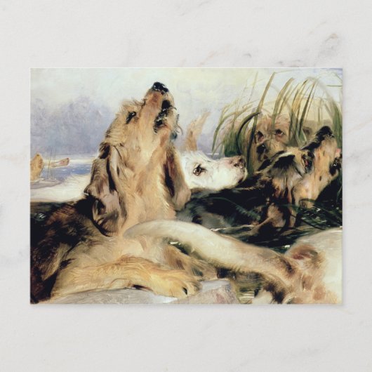 Otter Hounds Briefkaart (Voorkant)