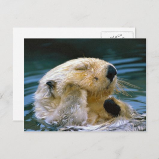 otter in de pool briefkaart (Voorkant / Achterkant)