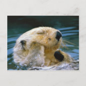 otter in de pool briefkaart (Voorkant)