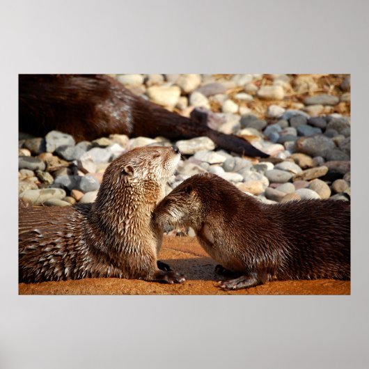 Otter Love Poster (Voorkant)