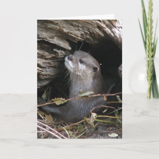 Otter-ly heerlijk kaart (Voorkant)