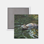 Otter Magneet (Voorkant / Achterkant)