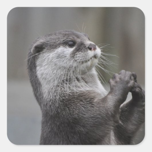 Otter Mastermind Stickers (Voorkant)