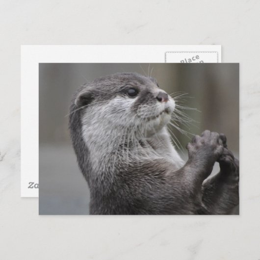 Otter MastermineBriefkaart Briefkaart (Voorkant / Achterkant)