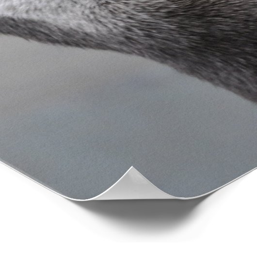 Otter MasterminePoster Poster (Hoek)