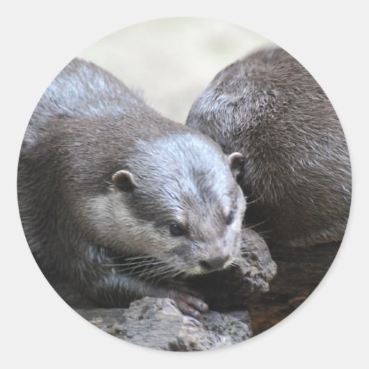 Otter Pair Stickers (Voorkant)