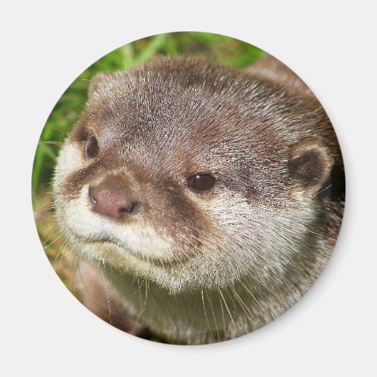 Otter Portrait Magneet (Voorkant)