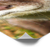 Otter Portrait Poster (Hoek)