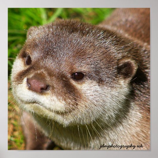 Otter Portrait Poster (Voorkant)