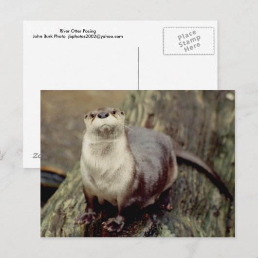 Otter Posing Briefkaart (Voorkant / Achterkant)