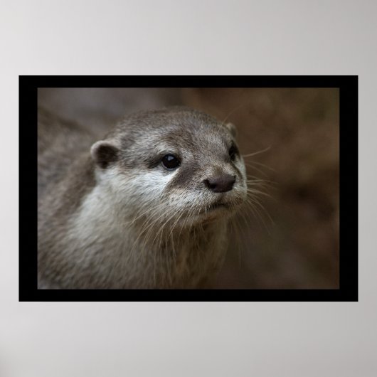 otter poster (Voorkant)