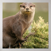 Otter Poster (Voorkant)