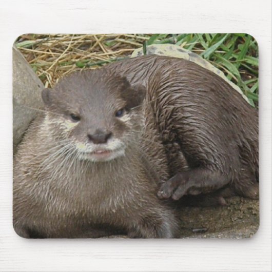 Otter Resting Muismat (Voorkant)