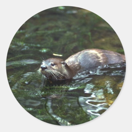 Otter Ronde Sticker (Voorkant)