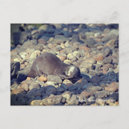 Otter Short-Clawed in Drusillas Zoo in East Sussex Briefkaart
