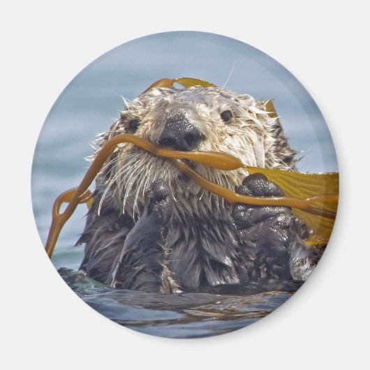 Otter verpakt in Kelp.Magnet Magneet (Voorkant)
