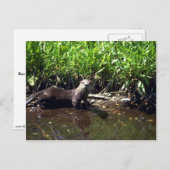 Otter-zomer Briefkaart (Voorkant / Achterkant)