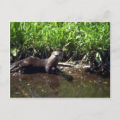 Otter-zomer Briefkaart (Voorkant)