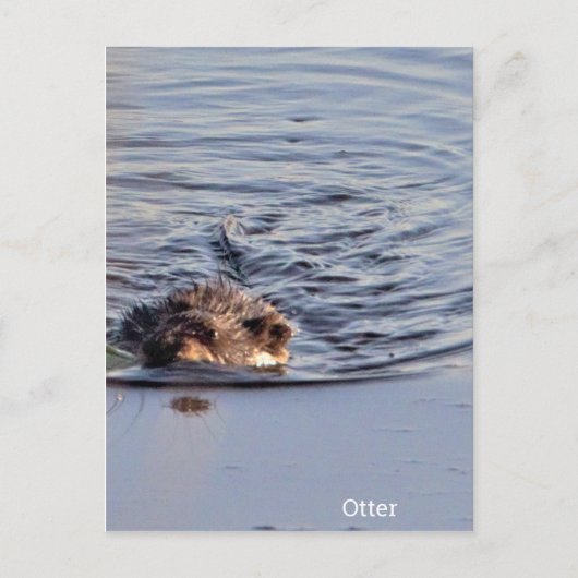 Otter Zwemfoto Briefkaart (Voorkant)