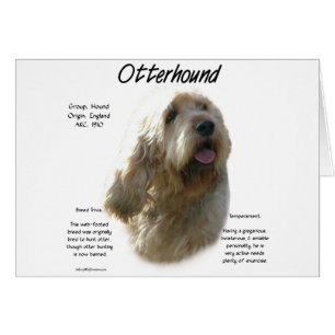 Otterhound Geschiedenis Ontwerp