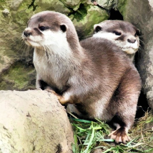 OTTERINVITATIE