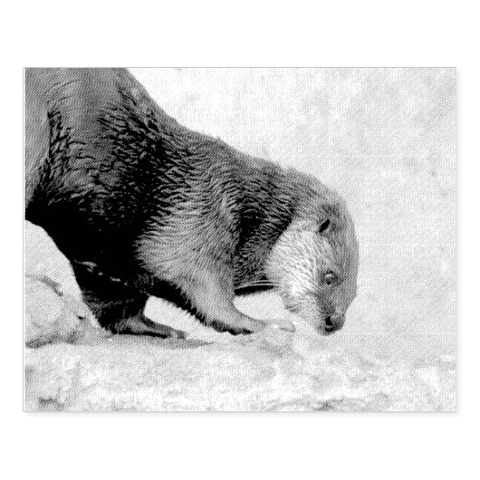 Otterkegelvormig Rubberstempel (Afrduk)