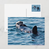 Otterly Lovely Alaska Otter briefkaart (Voorkant / Achterkant)