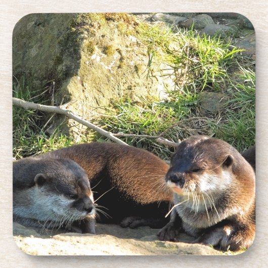 OTTERS BIER ONDERZETTER (Voorkant)