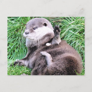 OTTERS BRIEFKAART