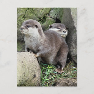 OTTERS BRIEFKAART